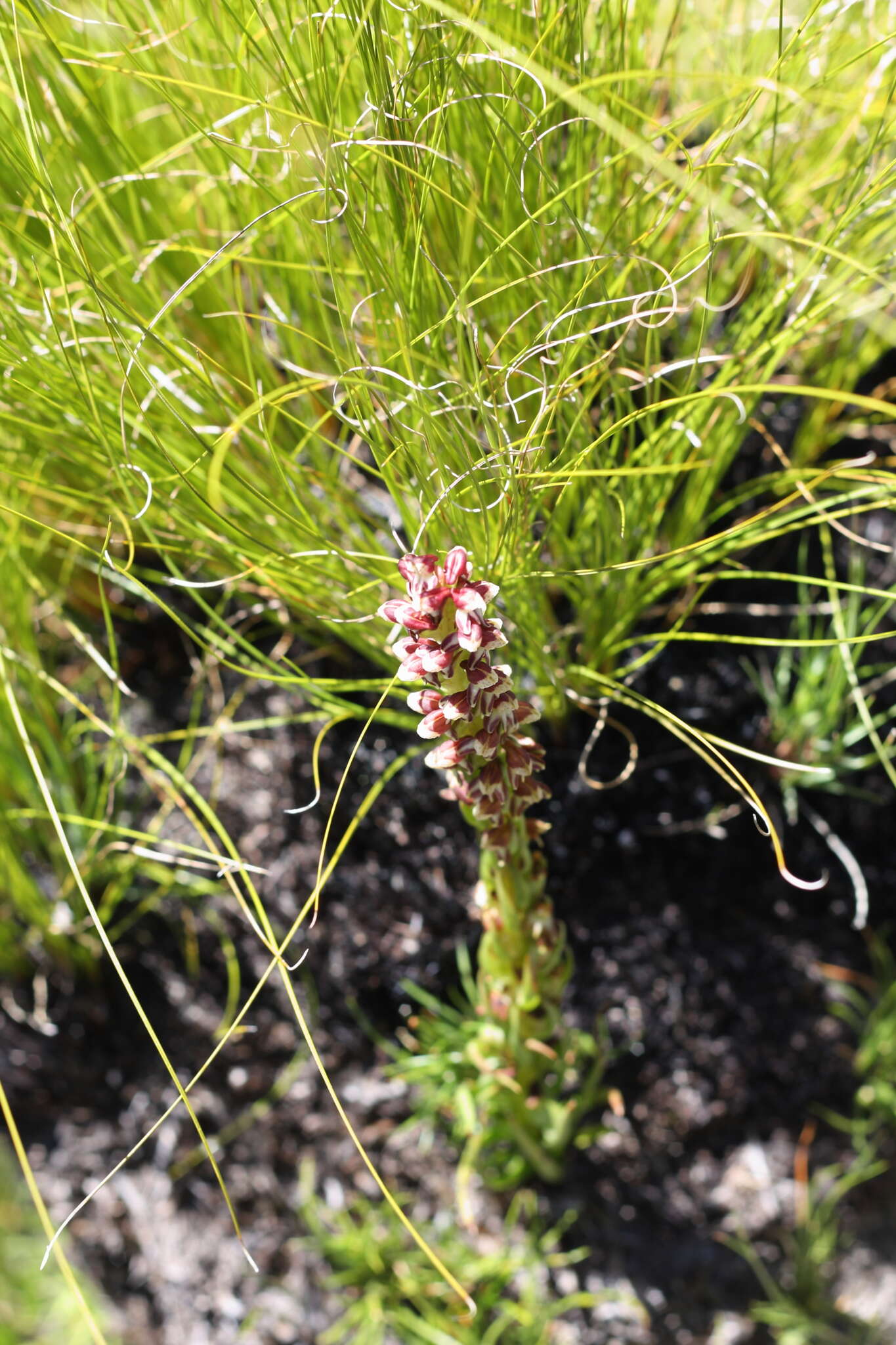 Image of Disa obtusa subsp. picta (Sond.) H. P. Linder