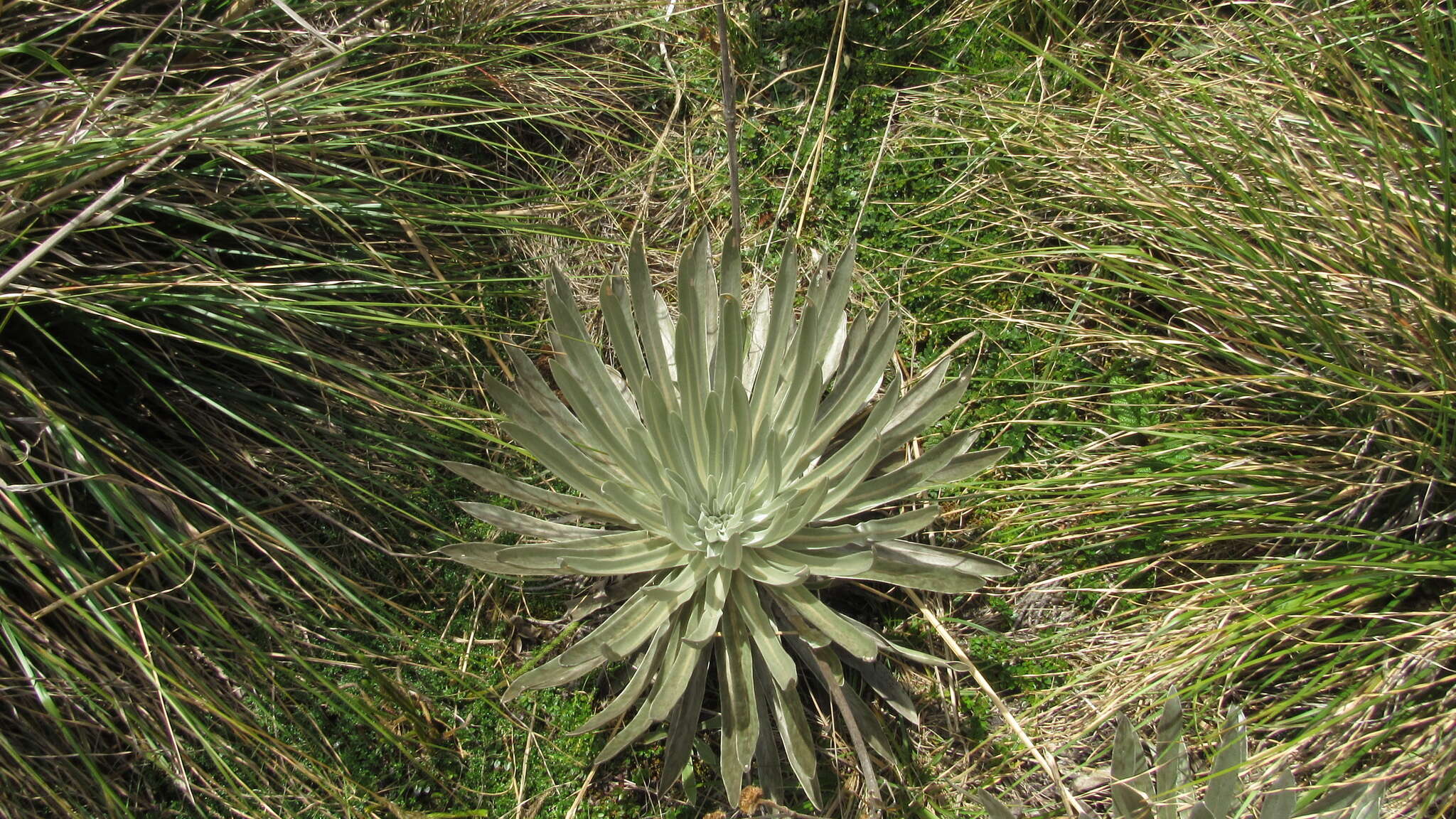 Image of Espeletia argentea Humb. & Bonpl.