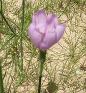 Image of Texas skeletonplant