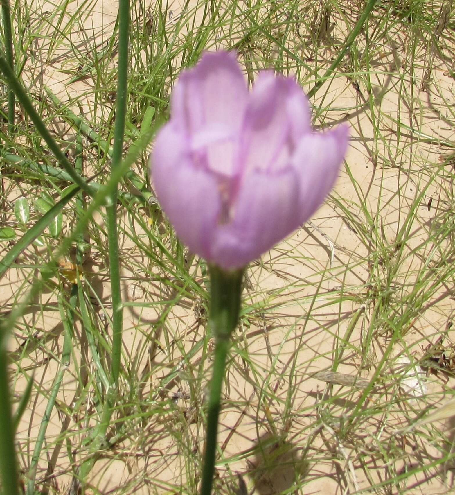 Image of Texas skeletonplant