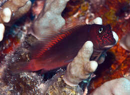 Image of Banded Fringe Blenny