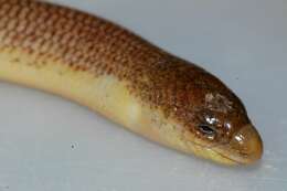 Image of Namaqua Lance Skink