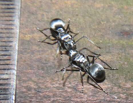 Image of Silver Spiny Sugar Ant