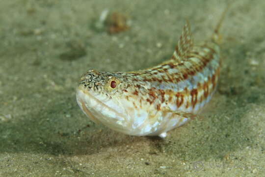 Image of Sand lizardfish