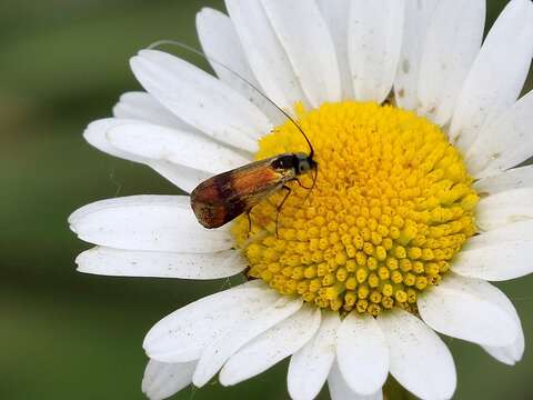 Imagem de Nemophora fasciella Fabricius 1775