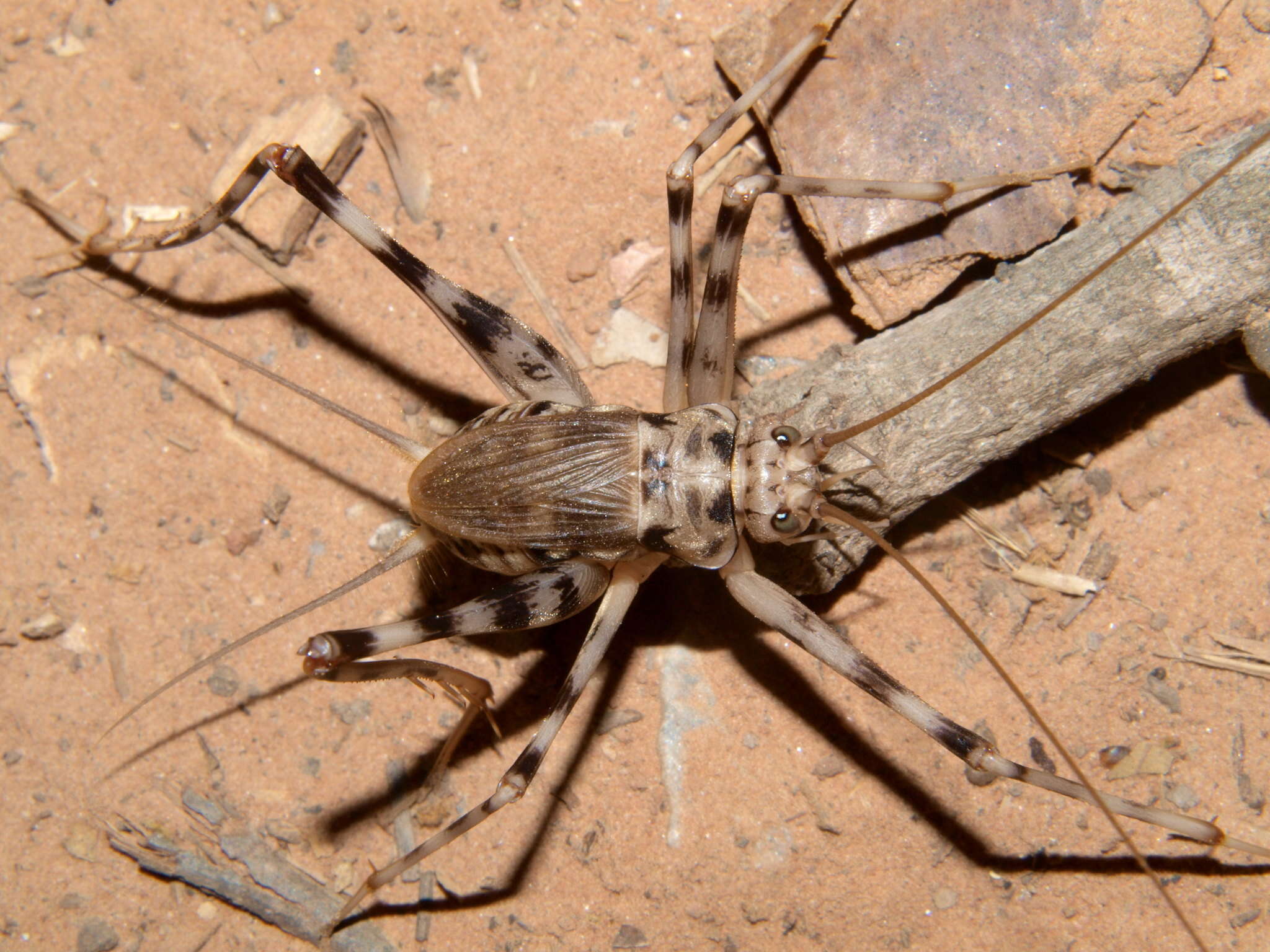 Image of Phaeophilacris (Speluncacris) bredoides Kaltenbach 1986