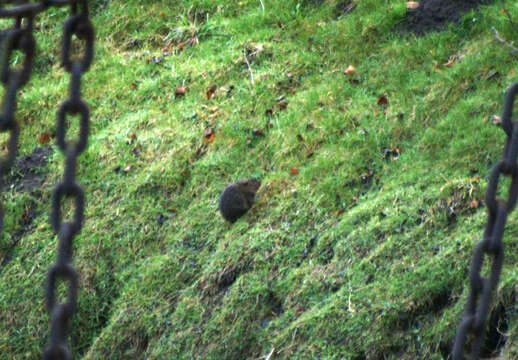 Image of Water Voles