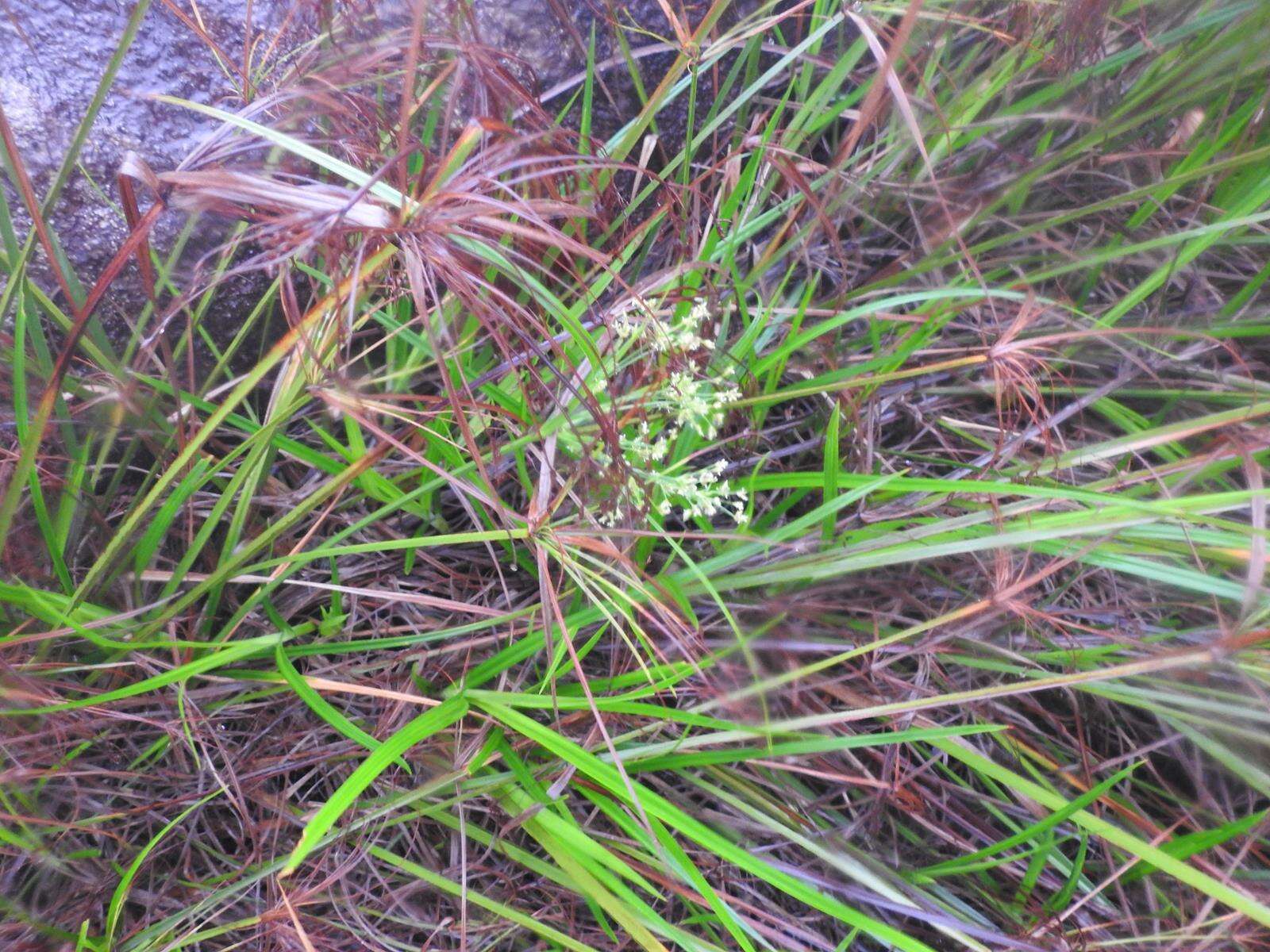 Image of Cyperus leptocladus Kunth