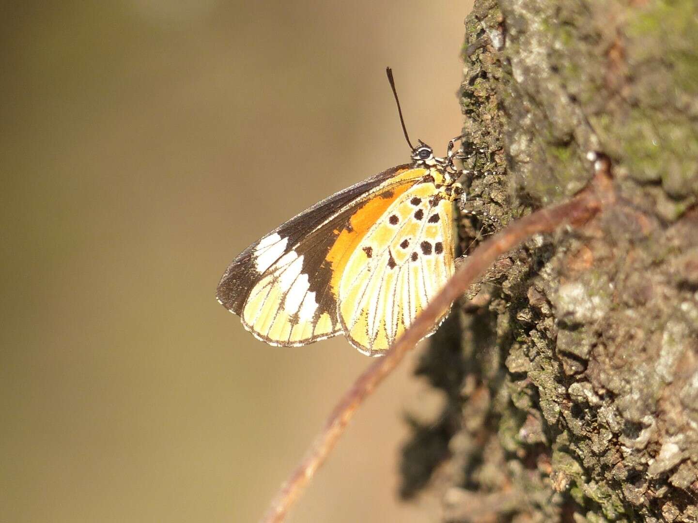 Imagem de Mimacraea costleyi H. H. Druce 1912