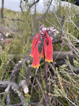 Слика од Blandfordia nobilis Sm.