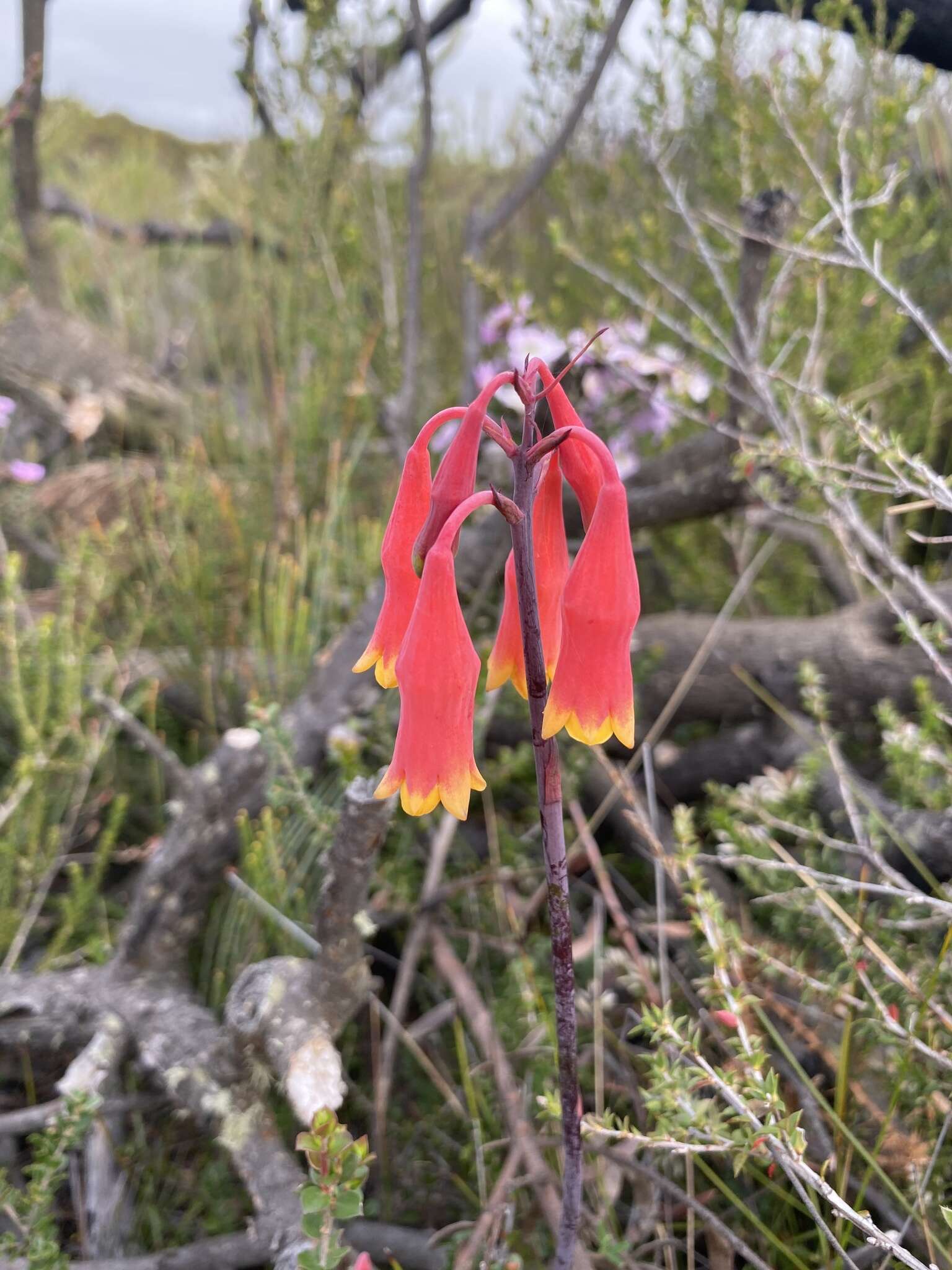 Слика од Blandfordia nobilis Sm.