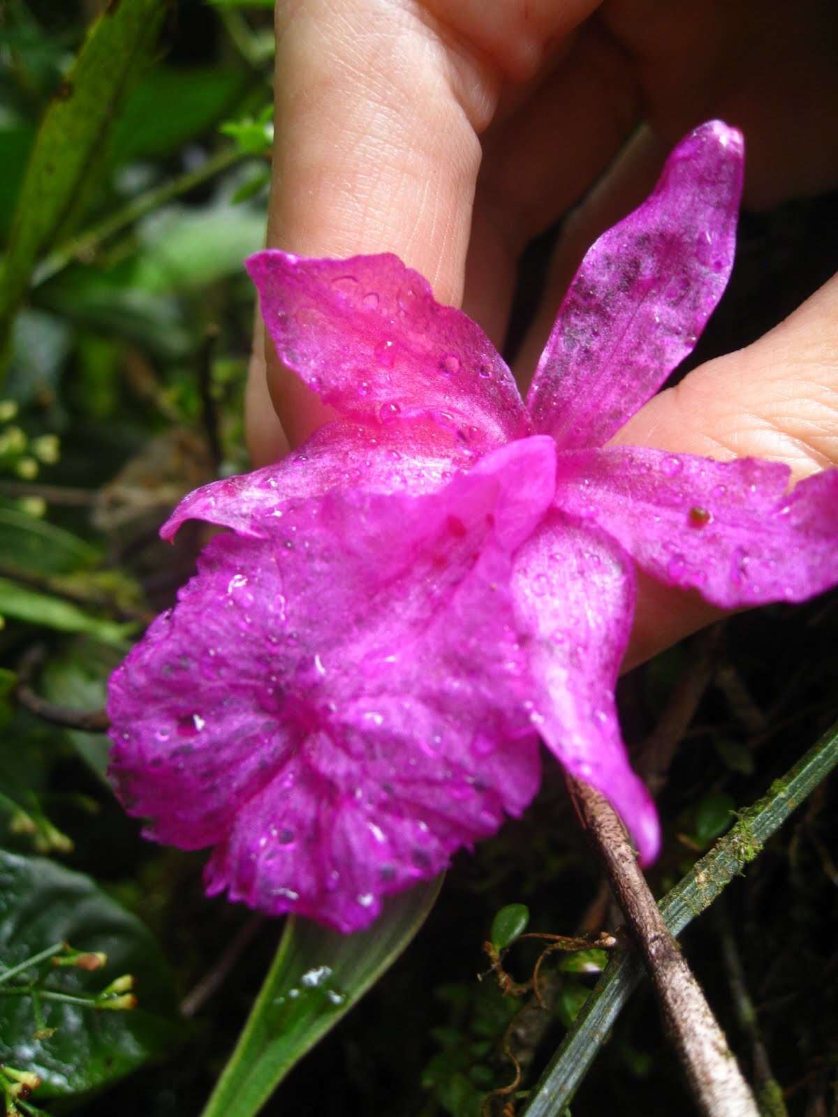 صورة Sobralia amabilis (Rchb. fil.) L. O. Williams