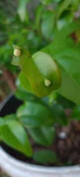 Image of Eugeniamyia