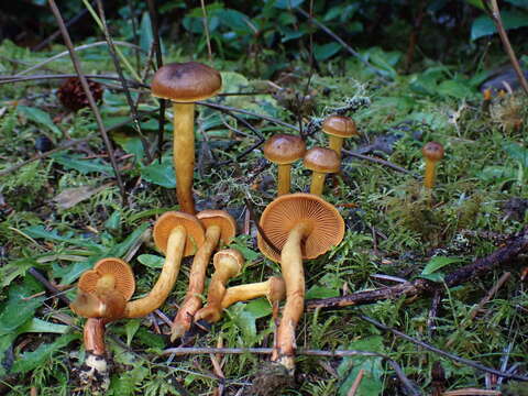 Слика од Cortinarius aurantiobasis Ammirati & A. H. Sm. 1977