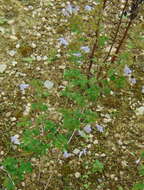 Image of Lesser calamint