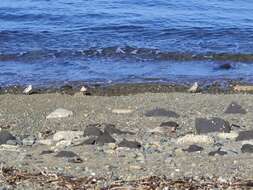 Image of New Zealand Dotterel