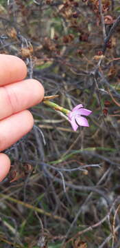 Image of Dianthus ciliatus Guss.