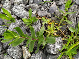 Слика од Gypsophila perfoliata L.