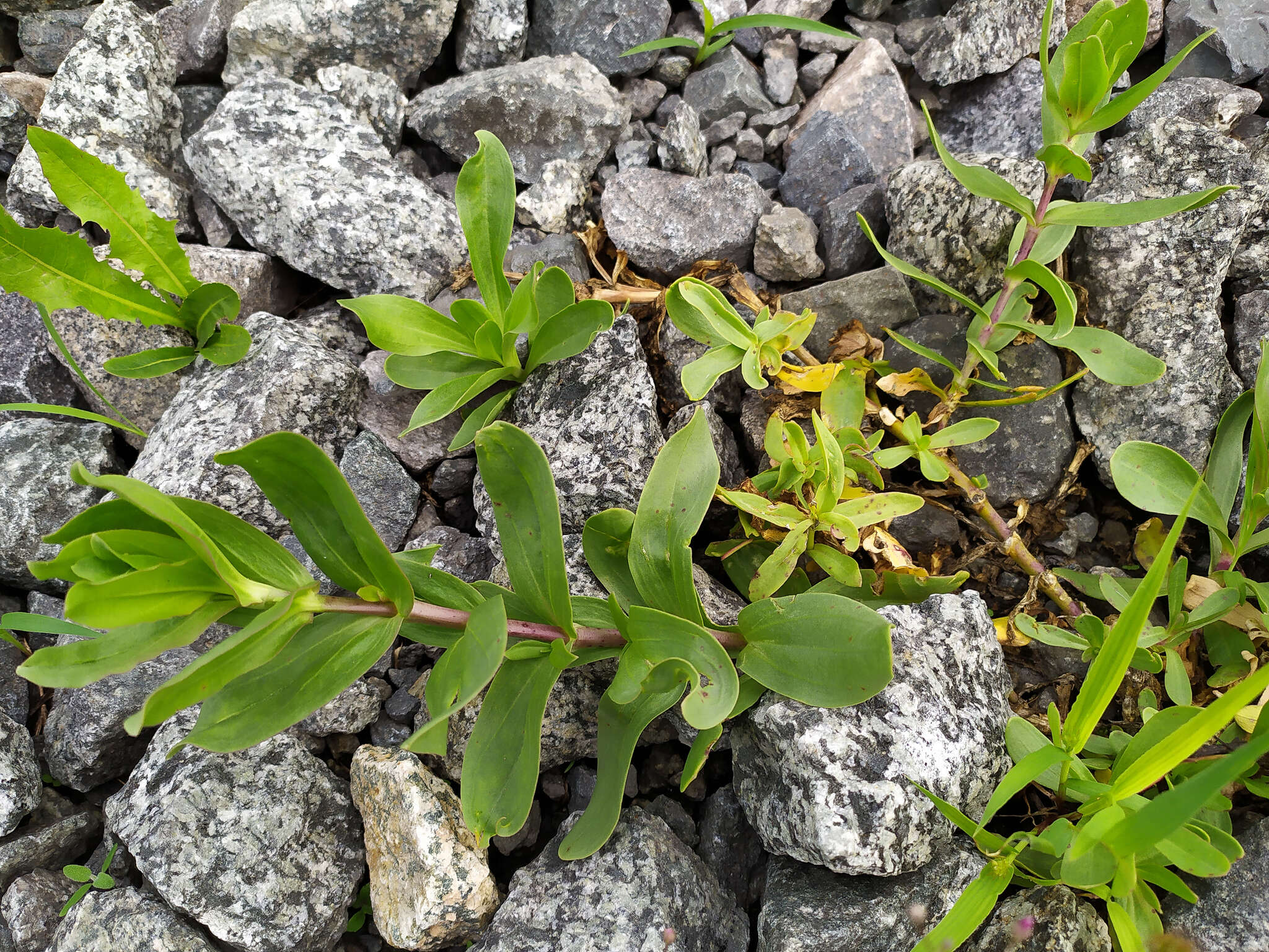 Слика од Gypsophila perfoliata L.