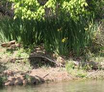 Image of yellow flag, yellow iris