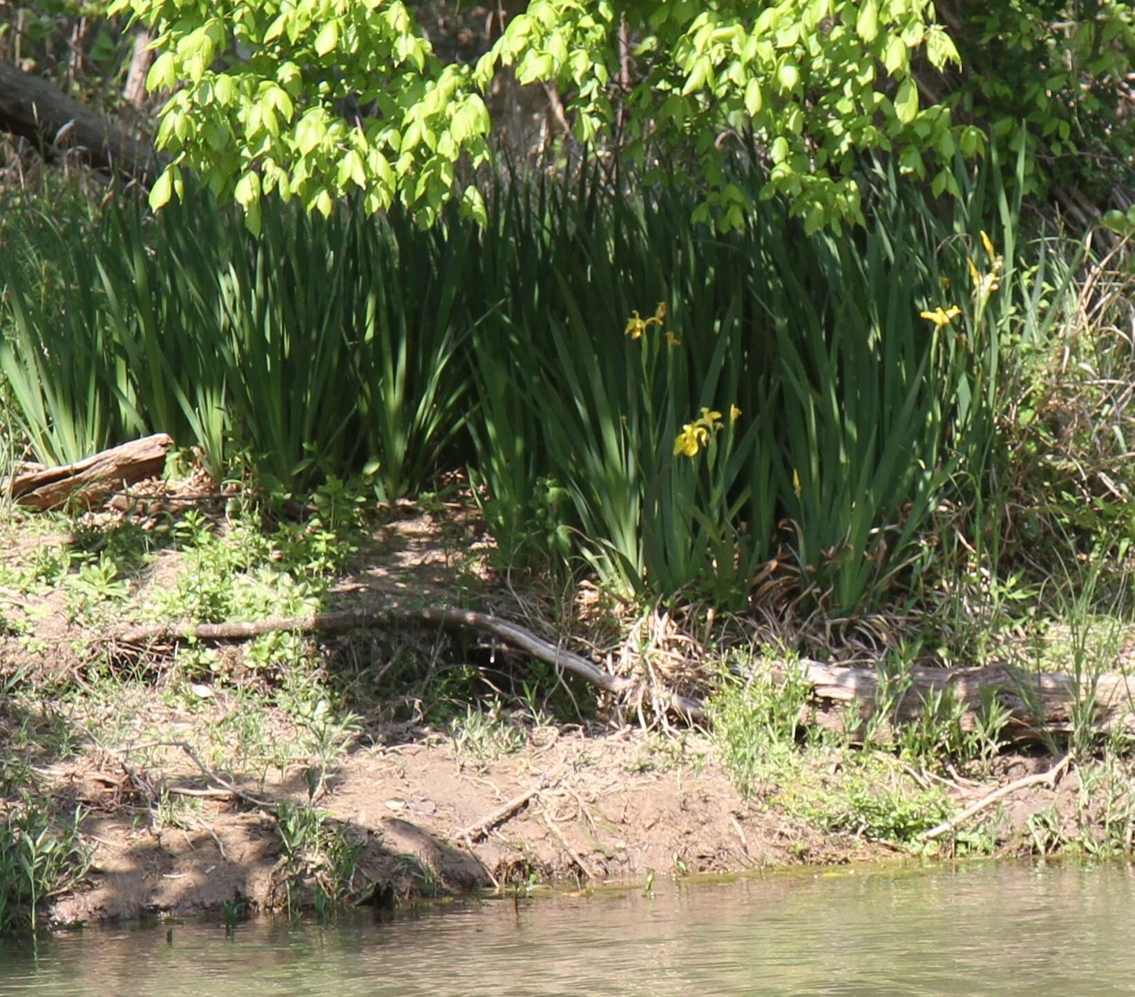 Image of yellow flag, yellow iris