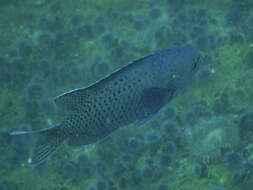 Image of Blacksmith Chromis