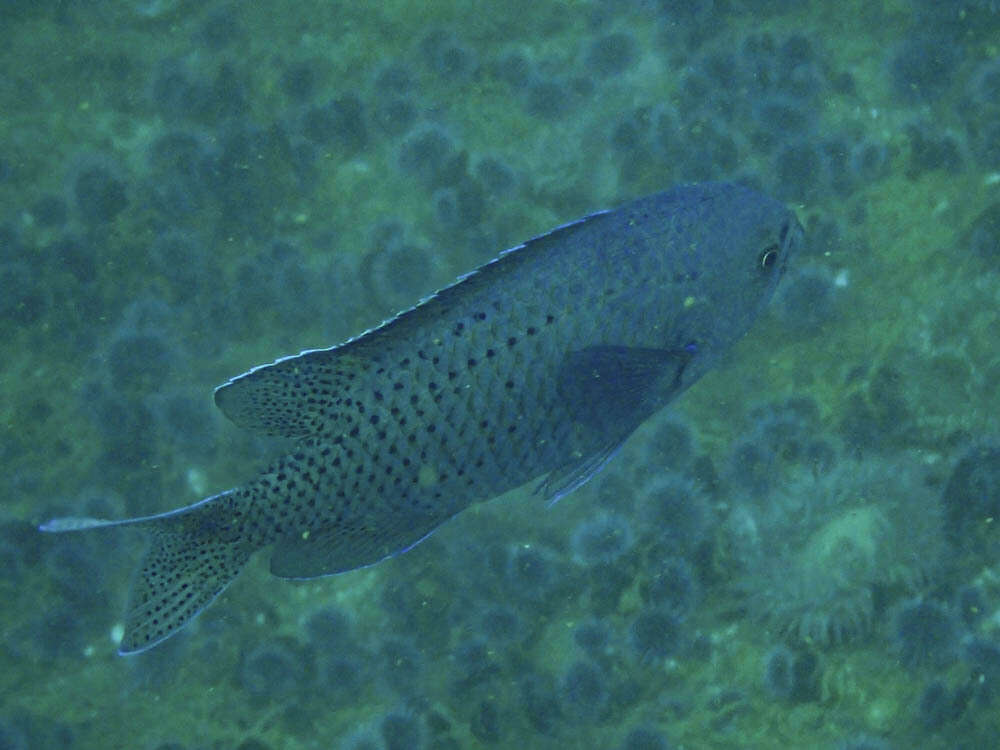 Image of Blacksmith Chromis