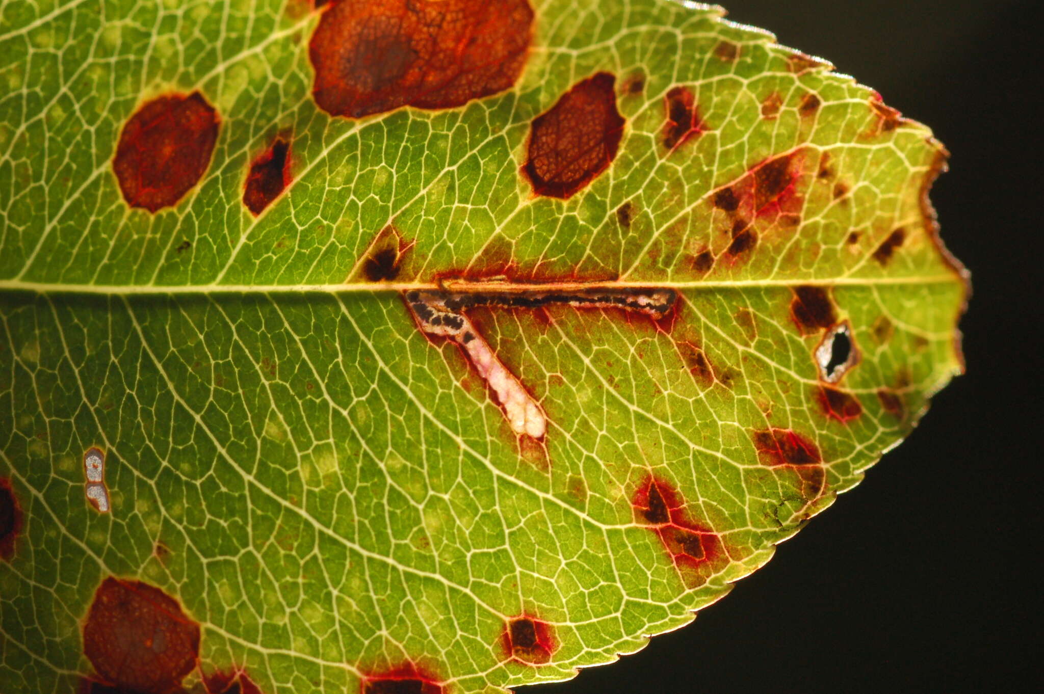 Image of Bucculatrix pomifoliella Clemens 1860