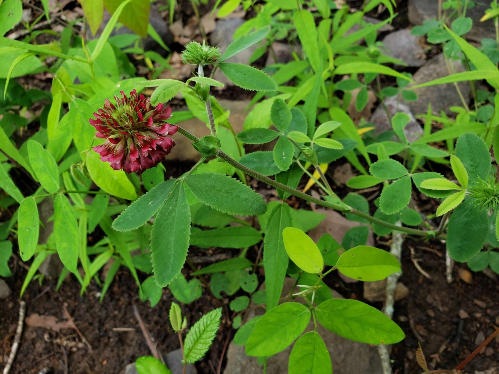 Sivun Trifolium reflexum L. kuva