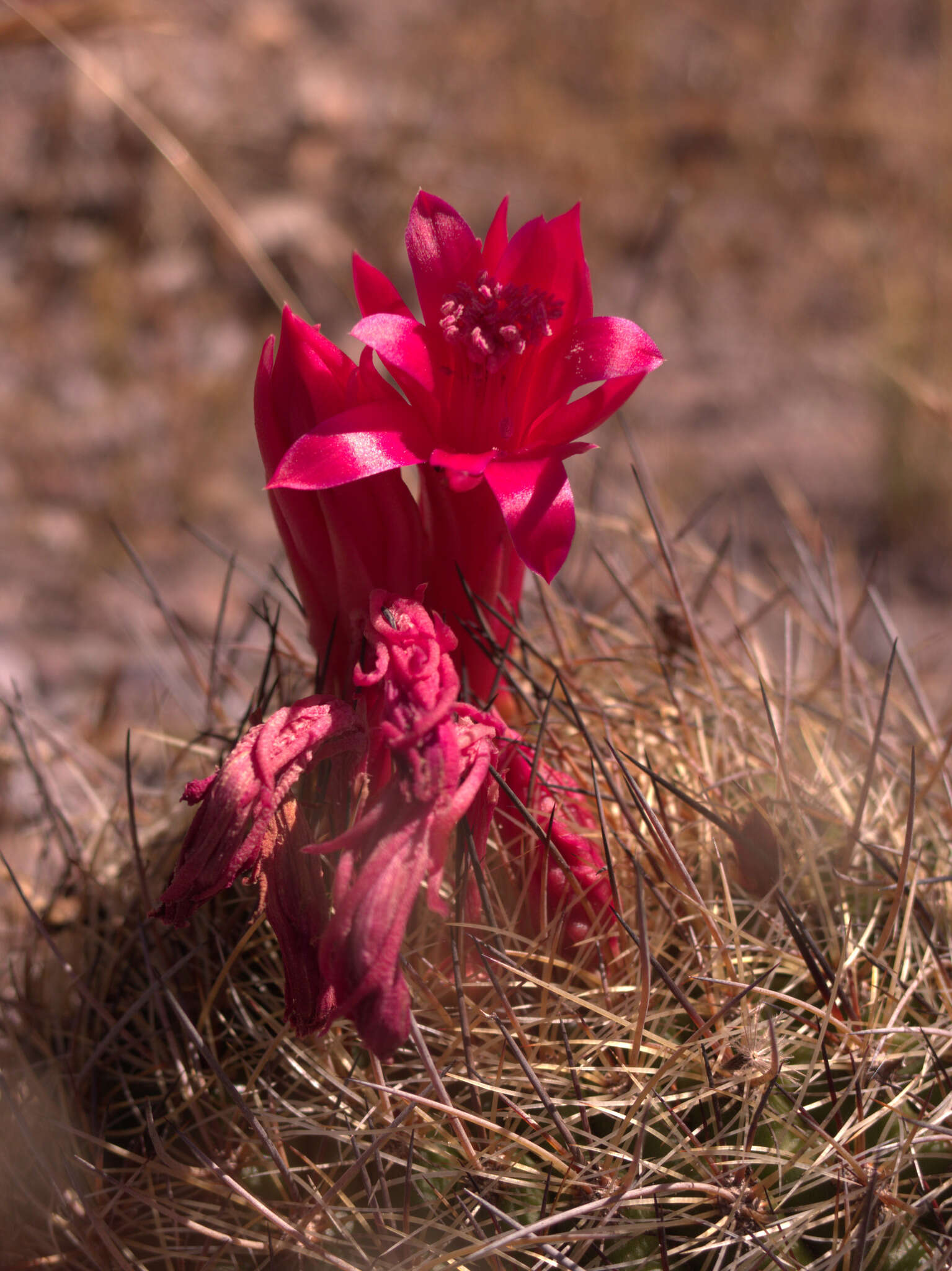 Image of Matucana haynei (Otto) Britton & Rose