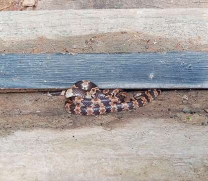 Image of Banded Wolf Snake