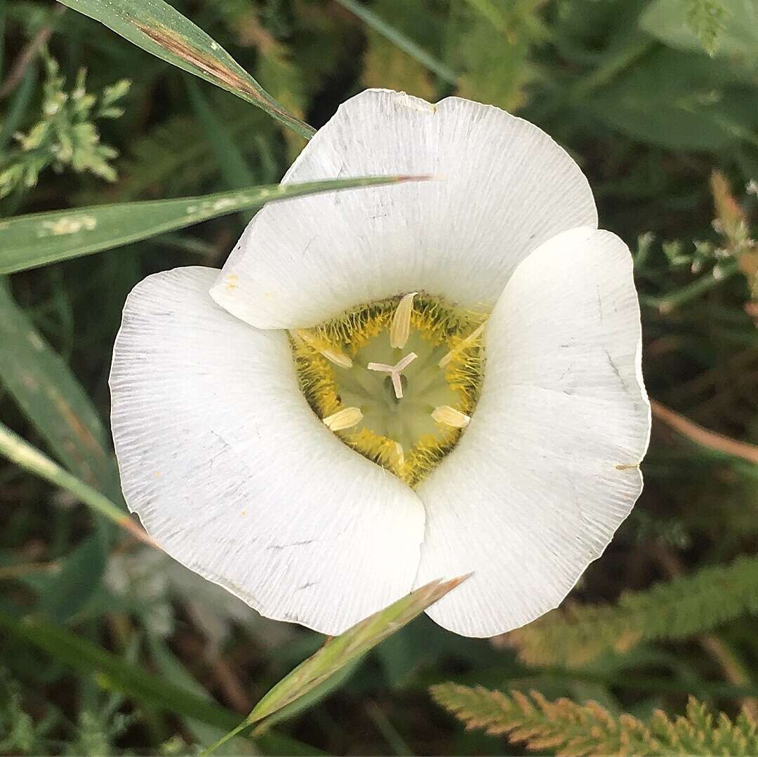 Calochortus gunnisonii S. Watson resmi