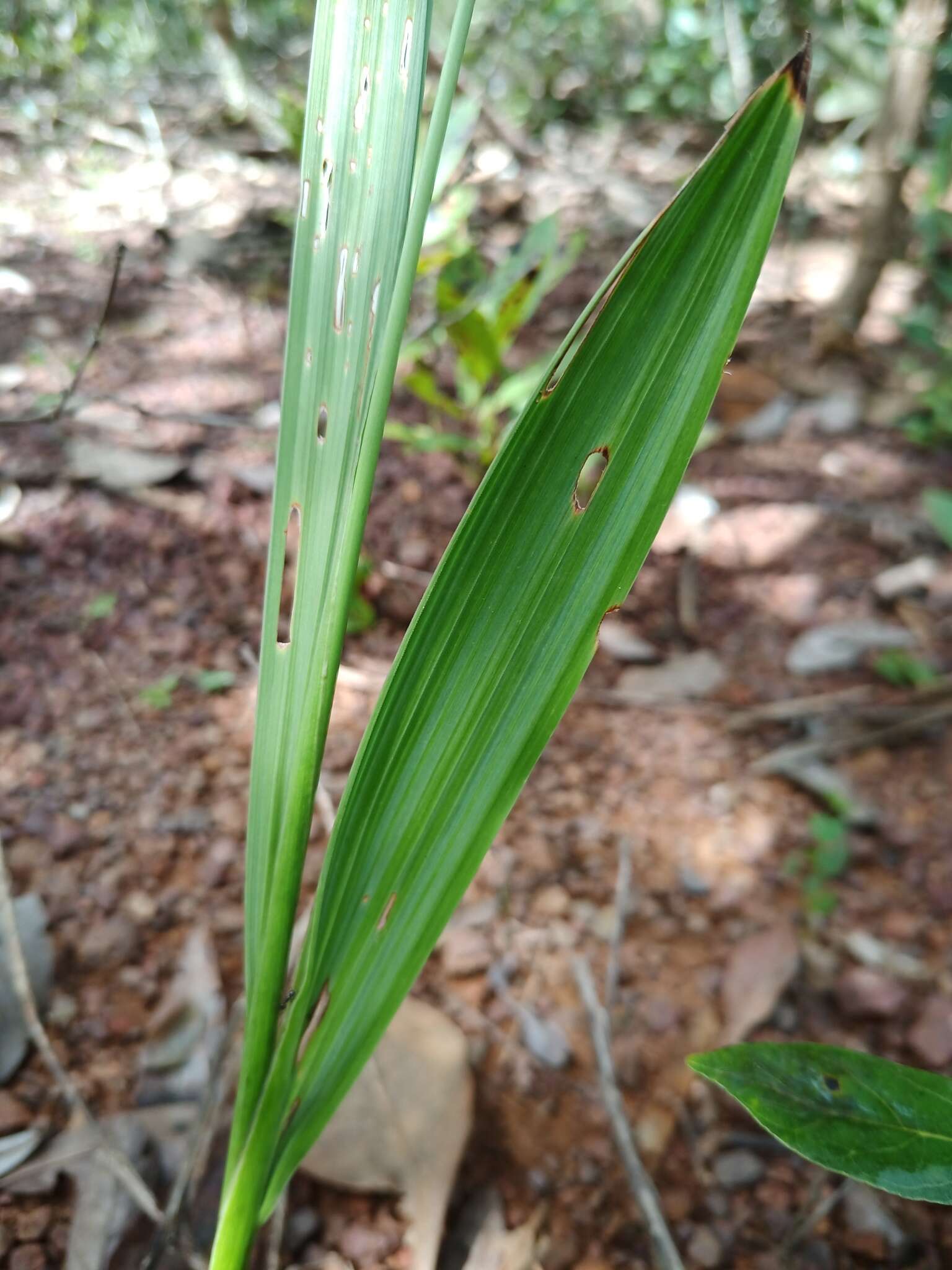 Imagem de Cipura xanthomelas Maxim. ex Klatt