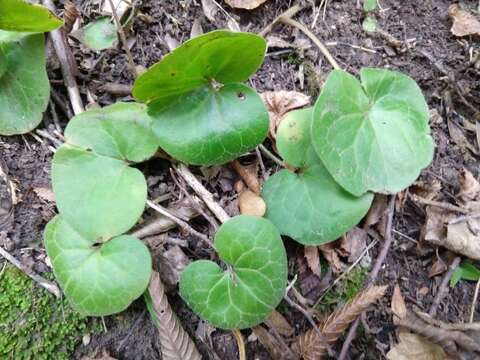 Image of European wild ginger