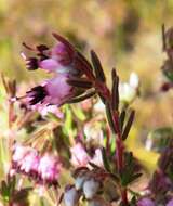 Image of Erica filiformis var. longibracteata H. Bol.