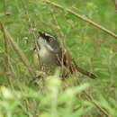 Sivun Sericornis frontalis frontalis (Vigors & Horsfield 1827) kuva