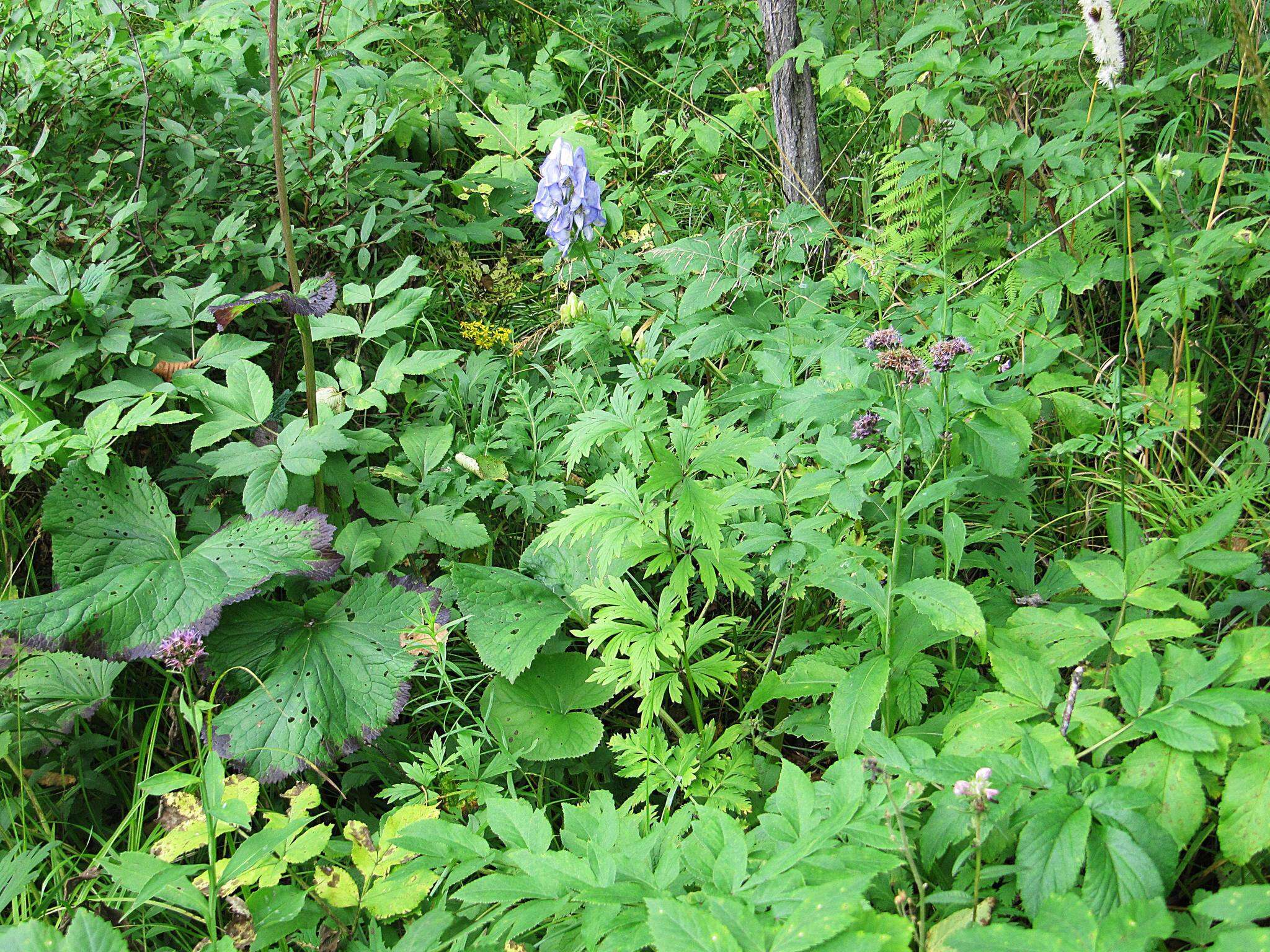 Image of Aconitum jaluense subsp. taigicola (Vorosh.) V. N. Voroshilov