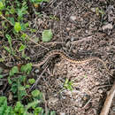 Image of Vipera ammodytes montandoni Boulenger 1904