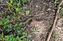 صورة Vipera ammodytes montandoni Boulenger 1904