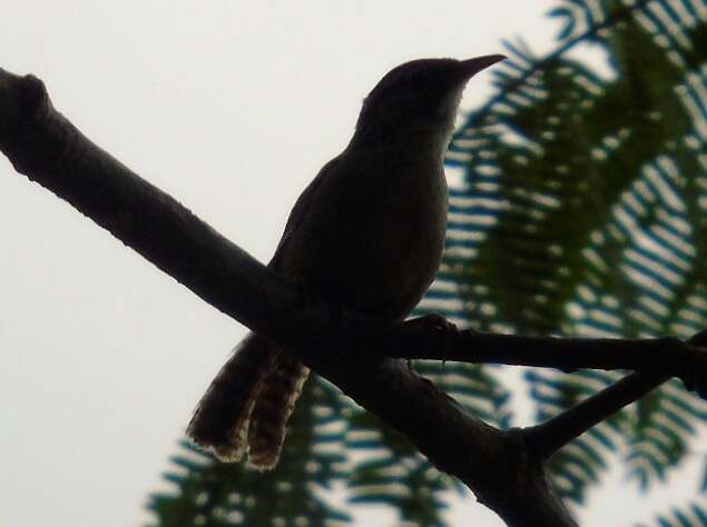 Image of Sinaloa Wren