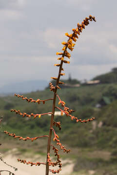 Image of Dyckia encholirioides (Gaudich.) Mez