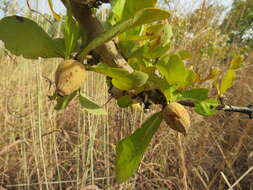 Plancia ëd Gardenia aqualla Stapf & Hutch.