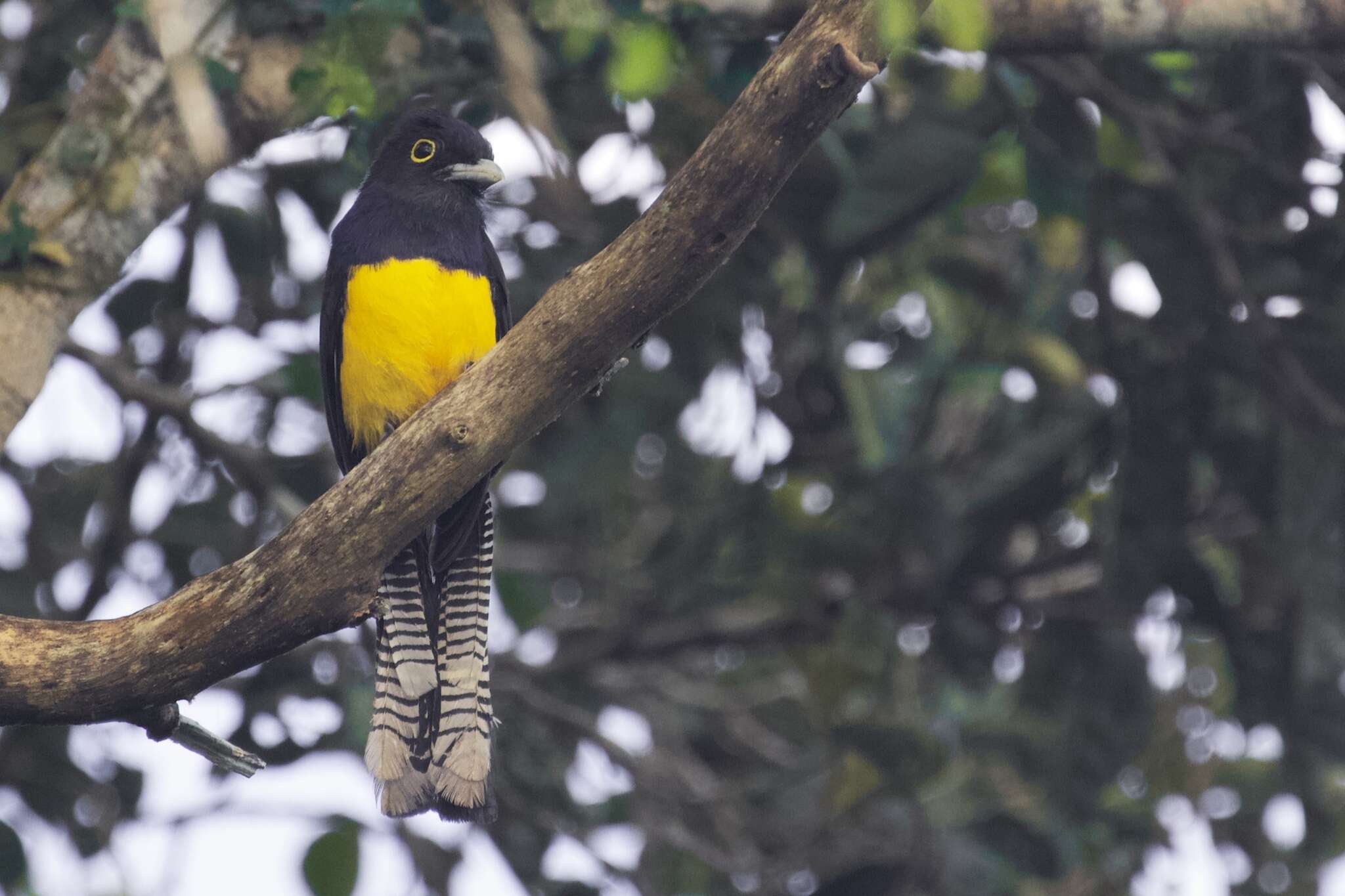 Imagem de Trogon ramonianus Deville & Des Murs 1849