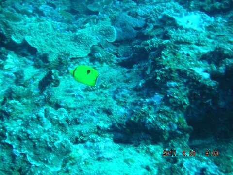 Image of Indian Teardrop Butterflyfish