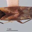 Sivun Orthotylus pennsylvanicus T. Henry 1979 kuva
