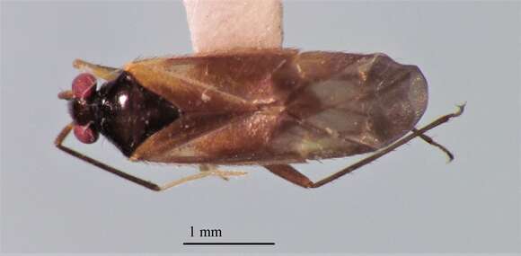 Sivun Orthotylus pennsylvanicus T. Henry 1979 kuva