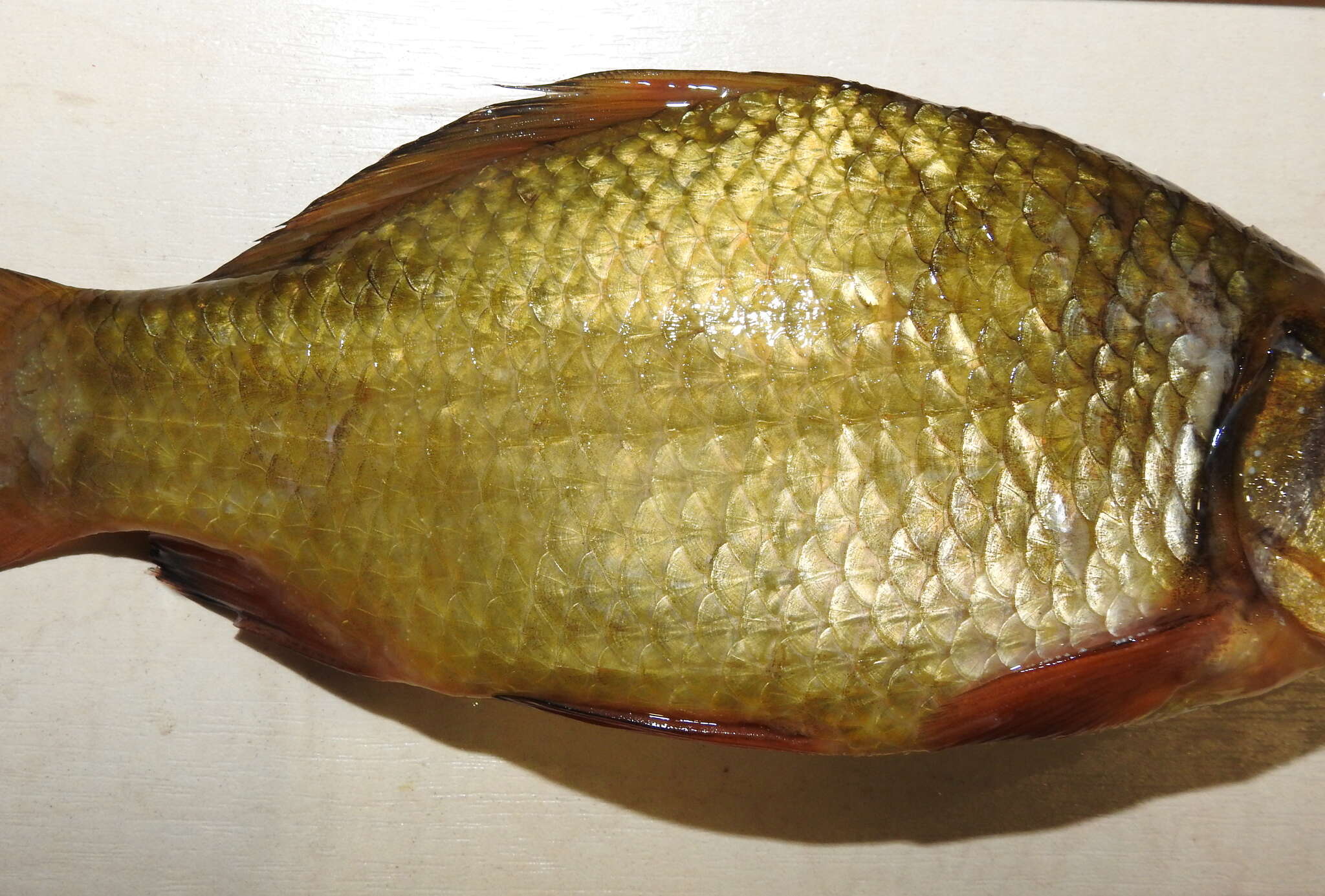 Image of Crucian Carp