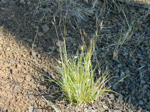 Image de Danthonia unispicata (Thurb.) Munro ex Macoun