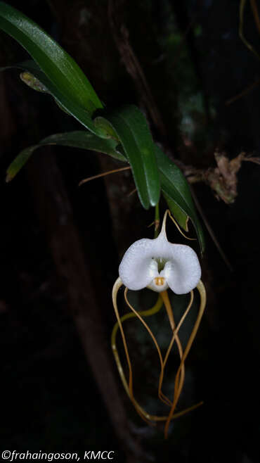 Imagem de Angraecum conchoglossum Schltr.