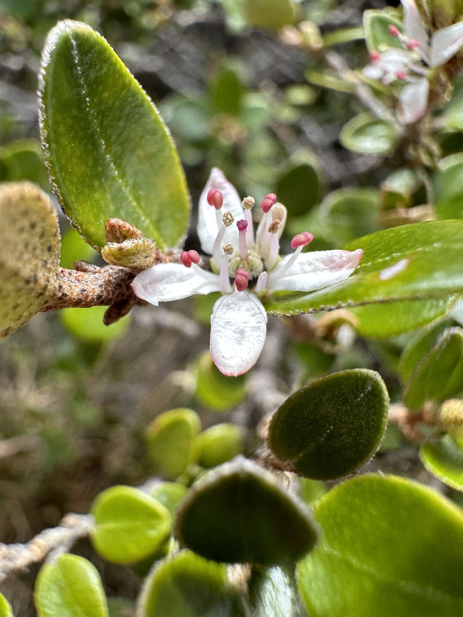 Image of Nematolepis ovatifolia (F. Müll.) Paul G. Wilson